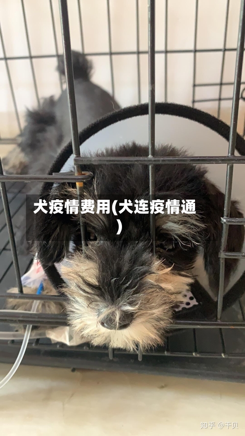 犬疫情费用(犬连疫情通)-第2张图片