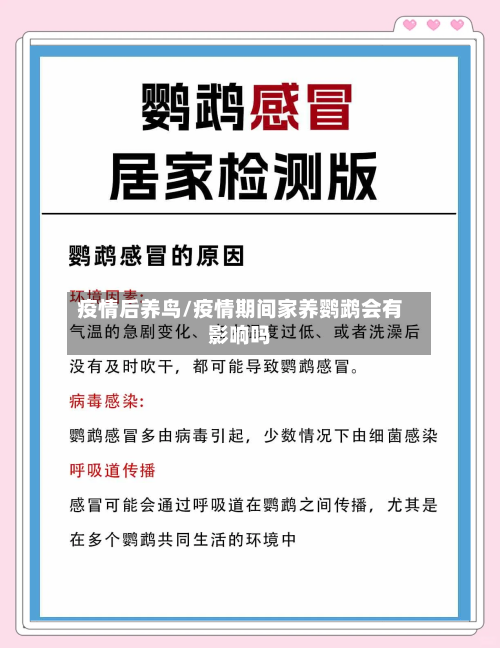 疫情后养鸟/疫情期间家养鹦鹉会有影响吗