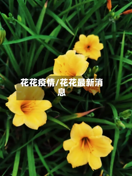花花疫情/花花最新消息