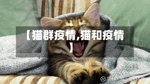 【猫群疫情,猫和疫情】-第3张图片
