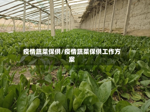 疫情蔬菜保供/疫情蔬菜保供工作方案-第2张图片