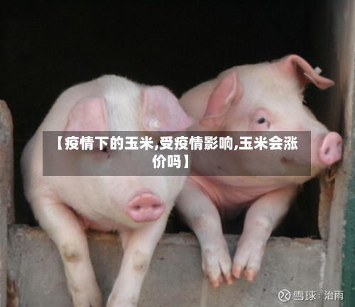 【疫情下的玉米,受疫情影响,玉米会涨价吗】-第2张图片