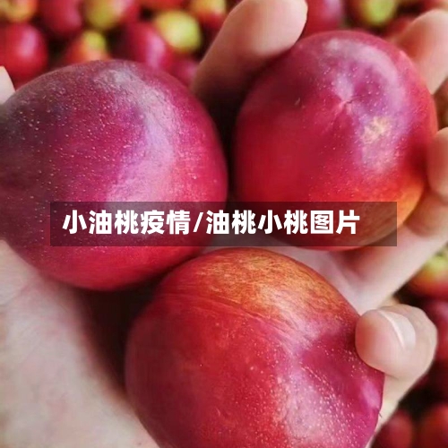 小油桃疫情/油桃小桃图片